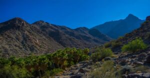 Palm trees and mountains in the Pacific Northwest - a serene landscape representing tips for moving to the Pacific Northwest. Pacific Northwest movers.